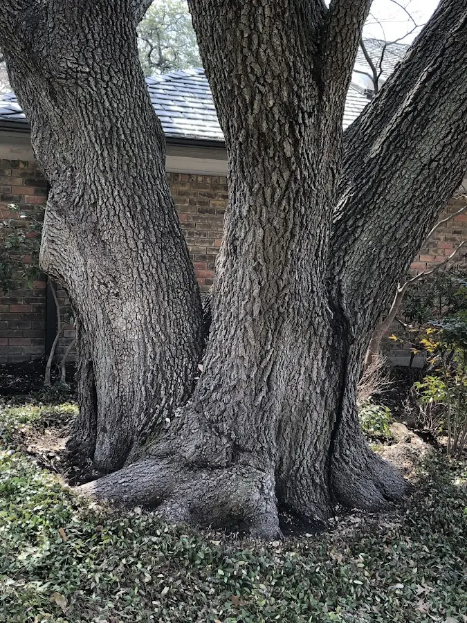 Mature heritage tree close to a Montesano property cared for by certified arborists